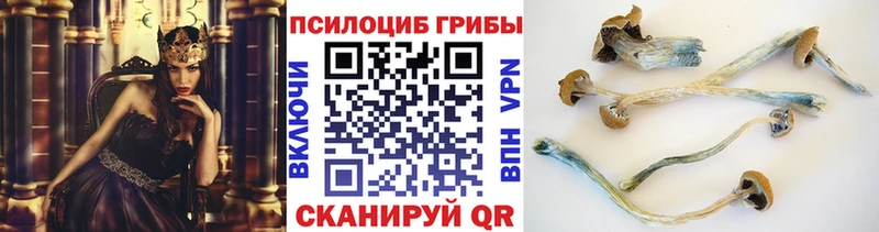 дарк нет Telegram  Сясьстрой  Галлюциногенные грибы мицелий 